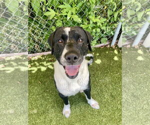 Labrador Retriever-Unknown Mix Dogs for adoption in Rowlett, TX, USA
