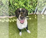 Small Labrador Retriever Mix