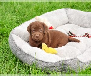 Labrador Retriever Puppy for sale in SYRACUSE, IN, USA