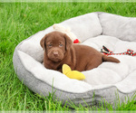 Small Labrador Retriever
