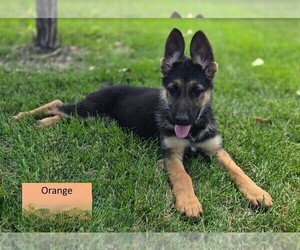 Medium German Shepherd Dog