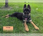 Puppy Blossom German Shepherd Dog