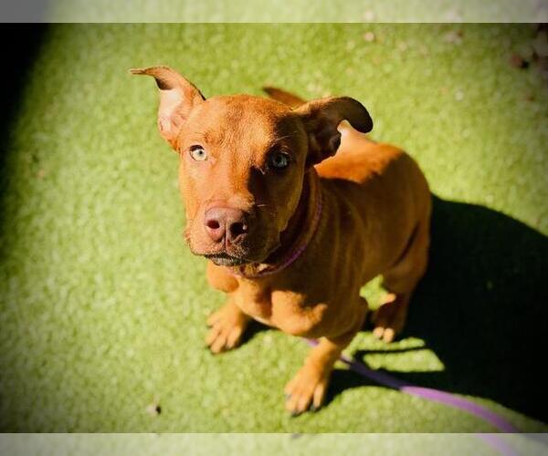 Medium Photo #1 American Pit Bull Terrier Puppy For Sale in Orlando, FL, USA