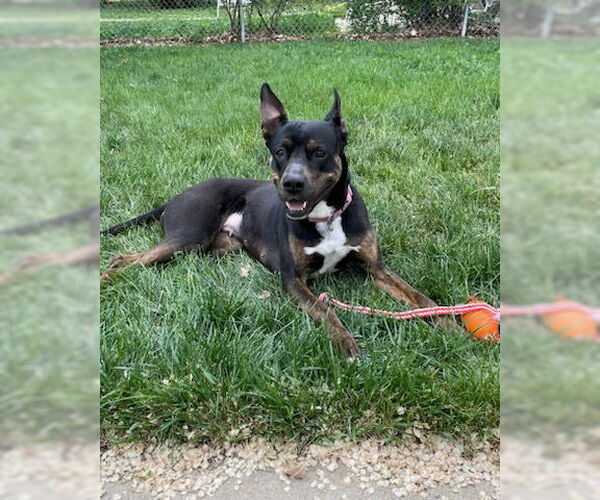 Medium Photo #2 Australian Kelpie-Unknown Mix Puppy For Sale in Fort Collins, CO, USA