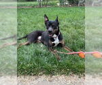 Small #1 Australian Kelpie Mix