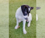 Small #2 Retriever  Mix