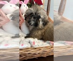 Small Photo #3 Shih Tzu Puppy For Sale in BRIDGETON, NJ, USA