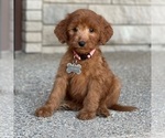 Small Photo #6 Goldendoodle Puppy For Sale in WOLCOTT, IN, USA