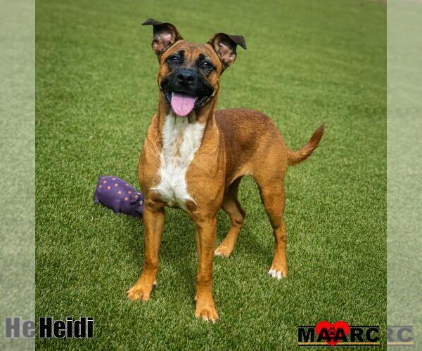Medium Photo #2 Black Mouth Cur-Unknown Mix Puppy For Sale in Maryville, TN, USA
