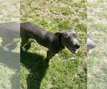 Small #2 Mutt
