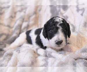 Poodle (Standard) Puppy for sale in JEFFERSON, TX, USA