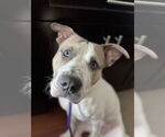 Small #12 American Pit Bull Terrier Mix