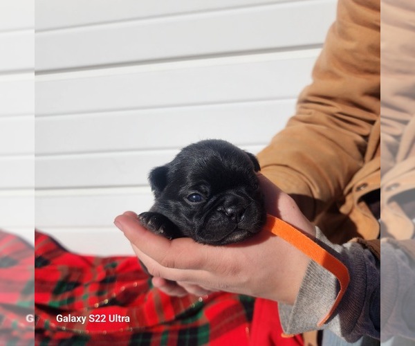 Medium Photo #1 Buggs Puppy For Sale in AFTON, WY, USA