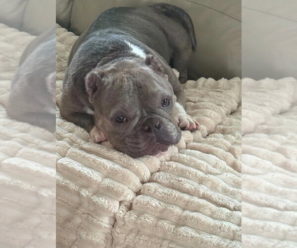 Medium Photo #7 French Bulldog Puppy For Sale in New York, NY, USA