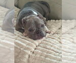 Small #6 French Bulldog