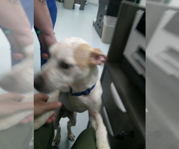 Medium Photo #1 Staffordshire Bull Terrier Puppy For Sale in Ocala, FL, USA