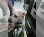Small Staffordshire Bull Terrier