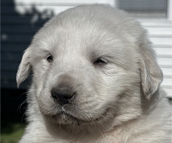 Medium Photo #9 Great Pyrenees Puppy For Sale in STOKES, NC, USA