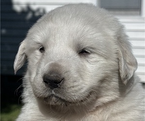 Medium Great Pyrenees