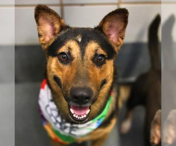 Medium Photo #1 German Shepherd Dog-Unknown Mix Puppy For Sale in San Antonio, TX, USA