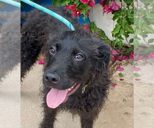 Mutt Dogs for adoption in Newport Beach, CA, USA