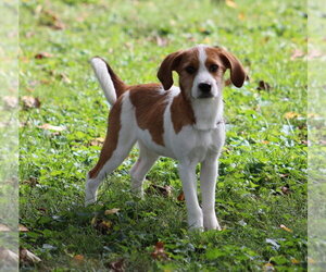 Horsing Around : Tim Tan - Male Beagle-Unknown Mix Dog for Adoption - Photo #14
