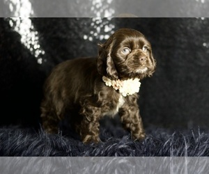 Medium Cocker Spaniel