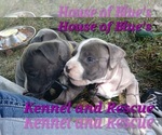 Small #9 American Pit Bull Terrier