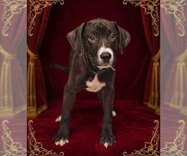 Medium Photo #8 Bulldog-Unknown Mix Puppy For Sale in Talladega, AL, USA