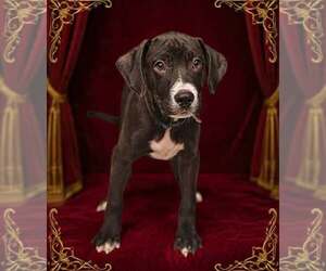 Prince 26/611 - Male Bulldog-Unknown Mix Dog for Adoption - Photo #8