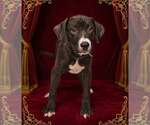Small #7 Bulldog Mix