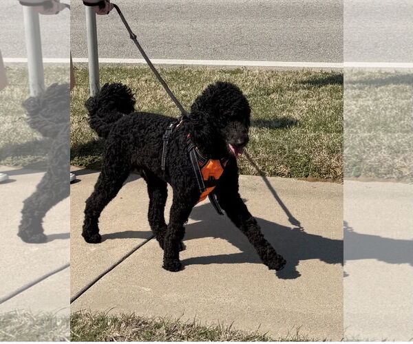 Medium Photo #3 Poodle (Standard) Puppy For Sale in Euless, TX, USA