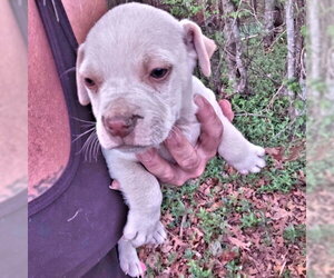 Bulldog Dogs for adoption in Rutherfordton, NC, USA