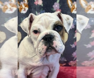 Bulldog Puppy for Sale in BEECH GROVE, Indiana USA