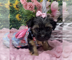 Puppy Priya Shorkie Tzu