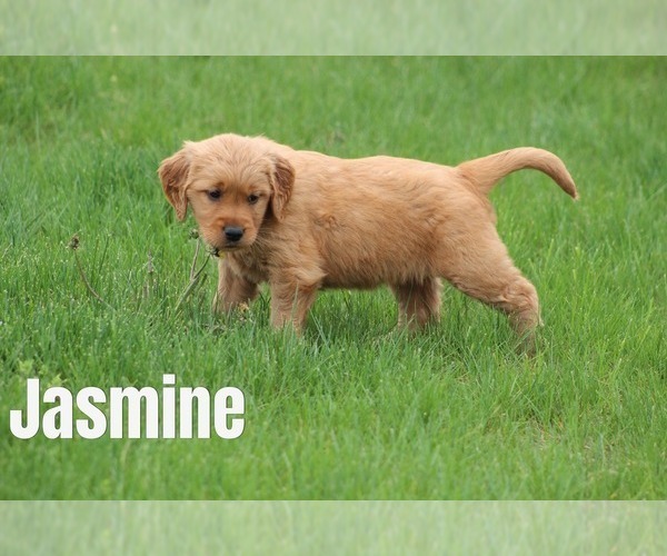 Medium Photo #22 Golden Retriever Puppy For Sale in MIDDLEBURG, PA, USA