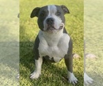 Small #1 American Bully