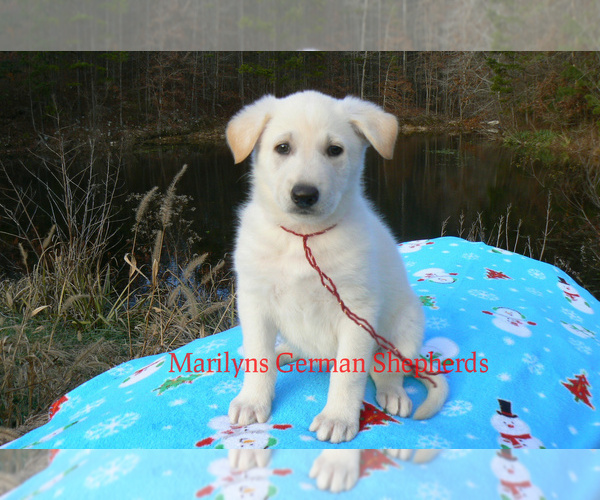 Medium Photo #3 German Shepherd Dog Puppy For Sale in PIEDMONT, MO, USA
