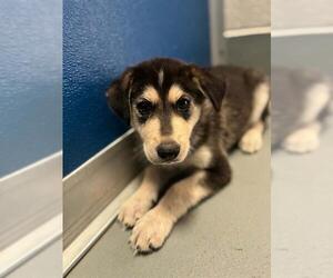 Siberian Husky-Unknown Mix Dogs for adoption in Visalia, CA, USA