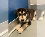 Small Siberian Husky Mix