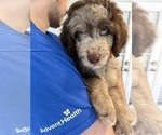 Small Photo #60 Aussiedoodle Puppy For Sale in LONGWOOD, FL, USA
