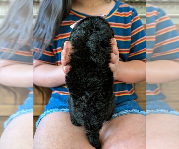 Medium Photo #26 Bernedoodle (Miniature) Puppy For Sale in DAVIS, CA, USA