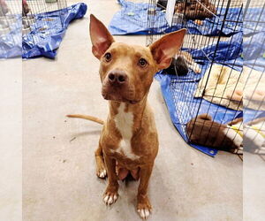 American Staffordshire Terrier-Unknown Mix Dogs for adoption in Sheridan, CO, USA