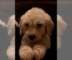 Small Photo #55 Goldendoodle Puppy For Sale in N HIGHLANDS, CA, USA
