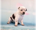 Small Photo #17 Cowboy Corgi Puppy For Sale in HOPKINSVILLE, KY, USA
