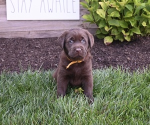 Labrador Retriever Puppy for sale in MILLERSBURG, OH, USA