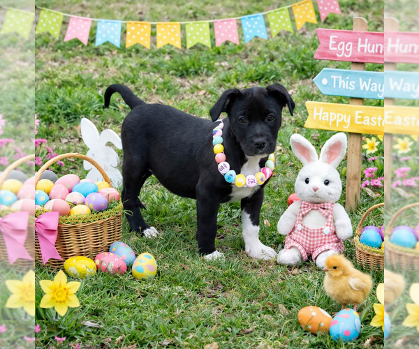 Medium Photo #4 Bulldog-Unknown Mix Puppy For Sale in Yardley, PA, USA