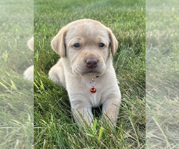 Medium Photo #10 Labrador Retriever Puppy For Sale in FREDERICKSBG, OH, USA