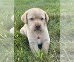 Small Photo #10 Labrador Retriever Puppy For Sale in FREDERICKSBG, OH, USA