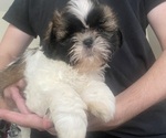 Puppy Sweet July Shih Tzu